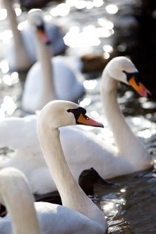 Four Lovely Swans Stock Images Four Lovely Swans Stock Images
