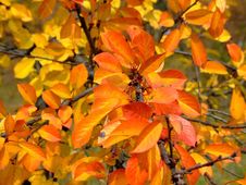 Fall Leaves Royalty Free Stock Photo Fall Leaves Royalty Free Stock Photo