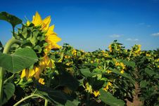 Field Of Sunflowers Royalty Free Stock Photos