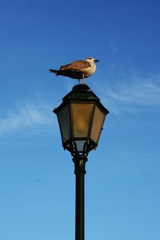 Seagull In Street Lamp Royalty Free Stock Photos