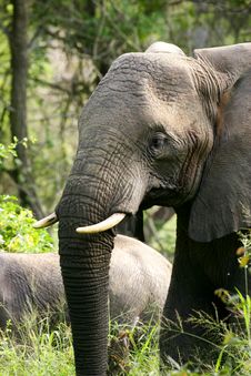 African Elephants Stock Photos African Elephants Stock Photos