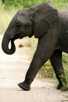 African Elephants Royalty Free Stock Images African Elephants Royalty Free Stock Images
