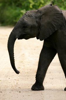 African Elephants Stock Image African Elephants Stock Image