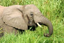 African Elephants Royalty Free Stock Photo African Elephants Royalty Free Stock Photo