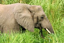 African Elephants Royalty Free Stock Photography African Elephants Royalty Free Stock Photography