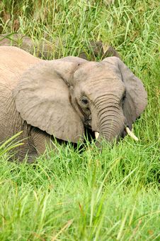 African Elephants Royalty Free Stock Photography