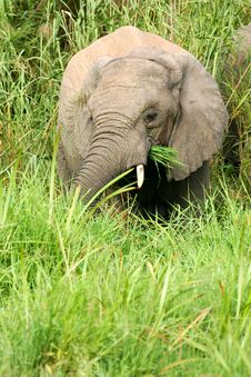African Elephants Royalty Free Stock Photography African Elephants Royalty Free Stock Photography