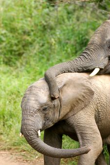 African Elephants Royalty Free Stock Image African Elephants Royalty Free Stock Image