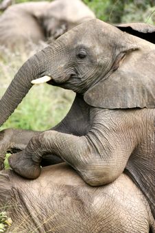 African Elephants Stock Images