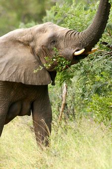 African Elephants Royalty Free Stock Photography African Elephants Royalty Free Stock Photography