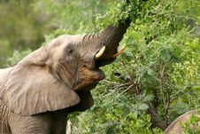 African Elephants Stock Photography African Elephants Stock Photography