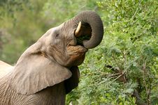 African Elephants Stock Photography African Elephants Stock Photography