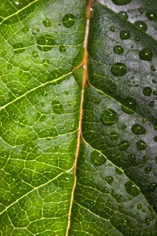 Drops On Blade Of Grass Royalty Free Stock Photos Drops On Blade Of Grass Royalty Free Stock Photos
