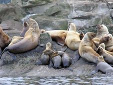 Stellar Sea Lion Pups 1 Stock Image