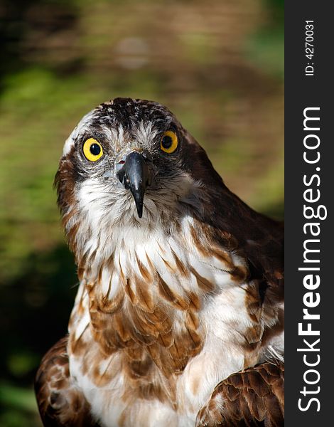 Eagle.Scientic name:Pandion haliaetus