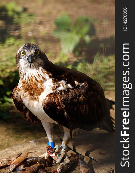 Eagle.Scientic name:Pandion haliaetus