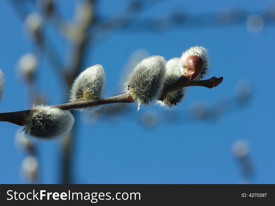 Pussy willow close-up