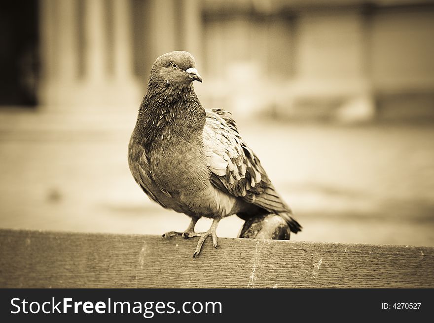 Pigeon crouching on the back lean of a chair