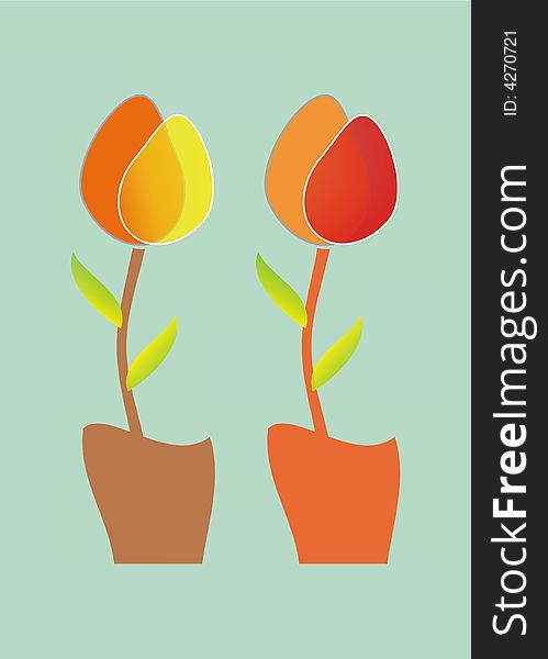 Tulips in pots with unique transparent shadows.
