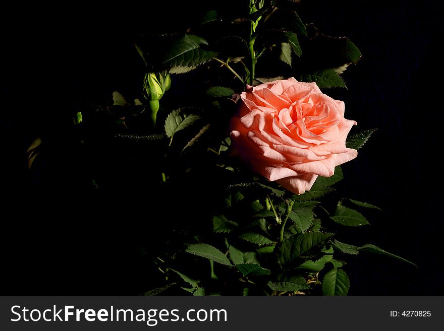 Pink rose closeup on dark background