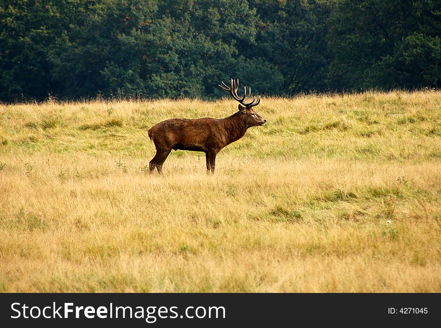 Lonely stag roaming about an empty field