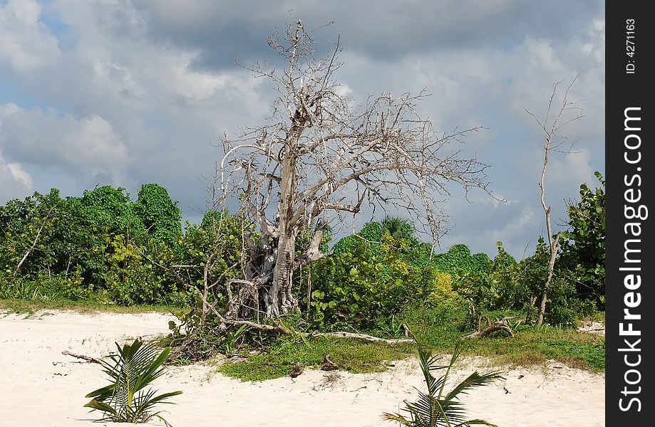 The dead tree on a beach of Cozumel island, Mexico.