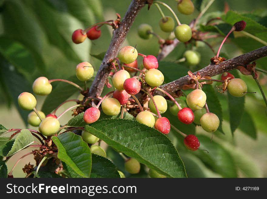 A bunch of cherries growing on the tree in an orchard. A bunch of cherries growing on the tree in an orchard.