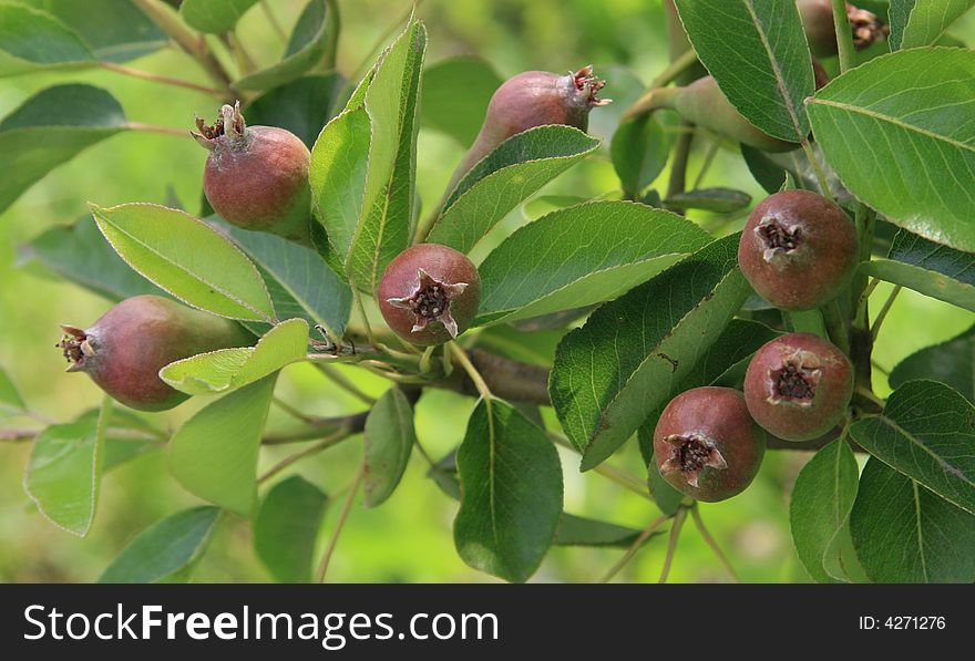 A bunch of pears growing on the tree in an orchard. A bunch of pears growing on the tree in an orchard.