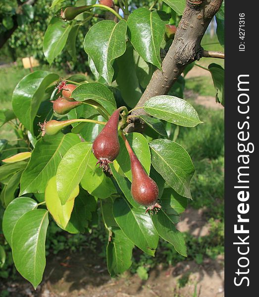 A bunch of pears growing on the tree in an orchard. A bunch of pears growing on the tree in an orchard.