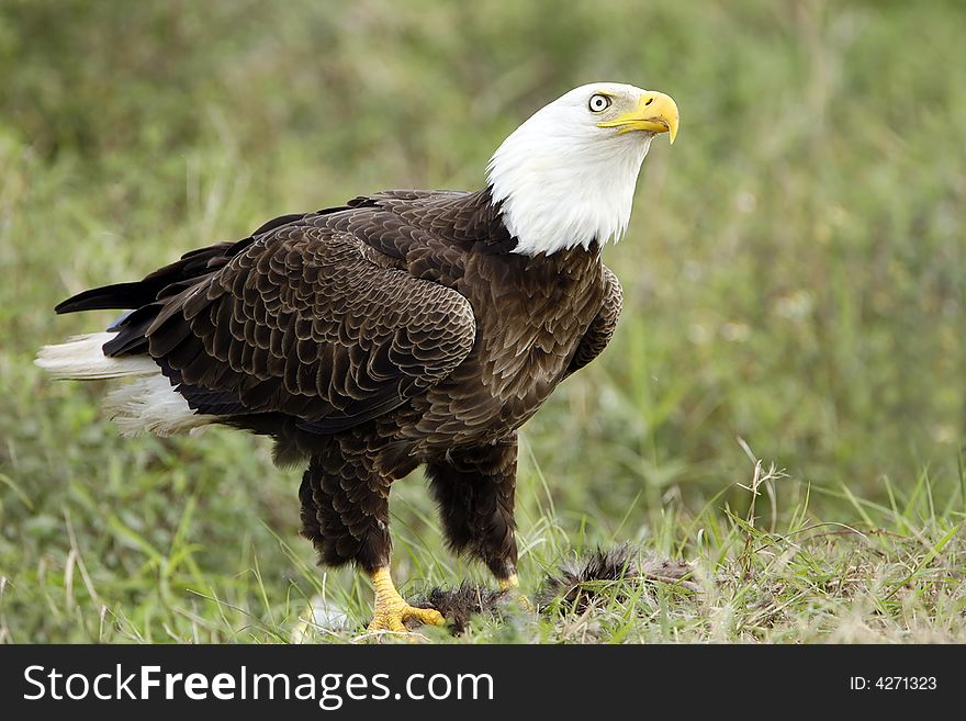 A Bald Eagle standing over his lunch and watching another eagle circling overhead. A Bald Eagle standing over his lunch and watching another eagle circling overhead