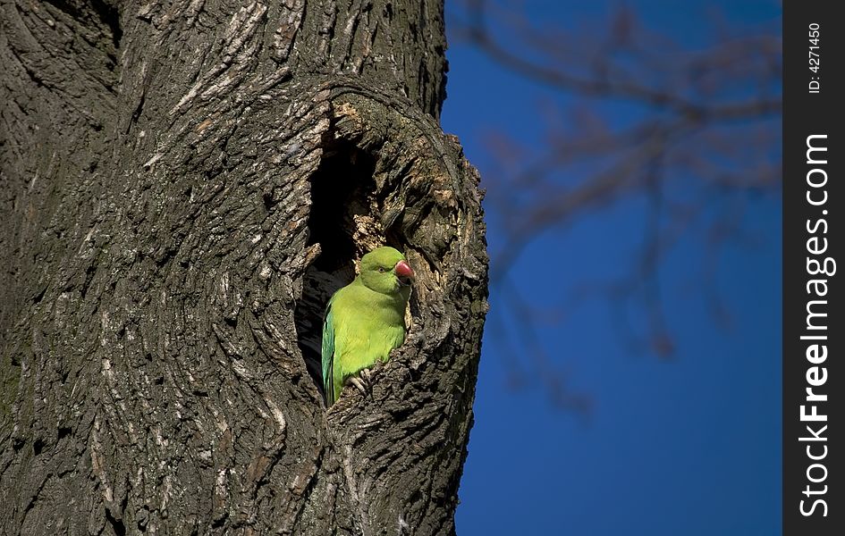 Green parrot on the tree