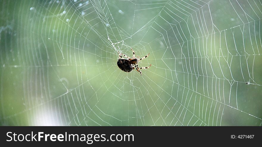 Spider from Colibita, Romania country