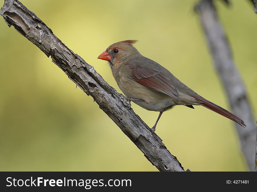 Female Northern Cardinal