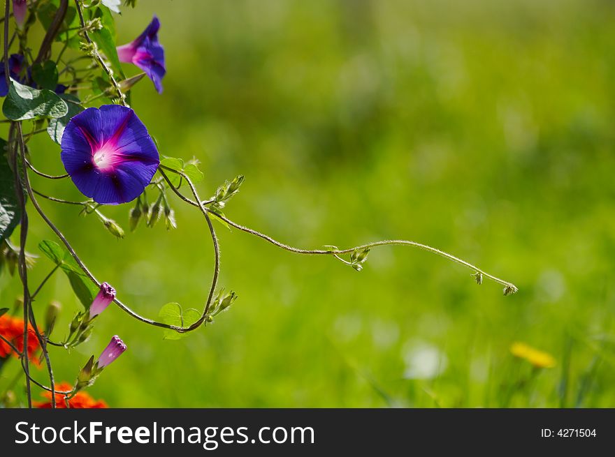 Blue-violet flower and fresh green grass background. Blue-violet flower and fresh green grass background