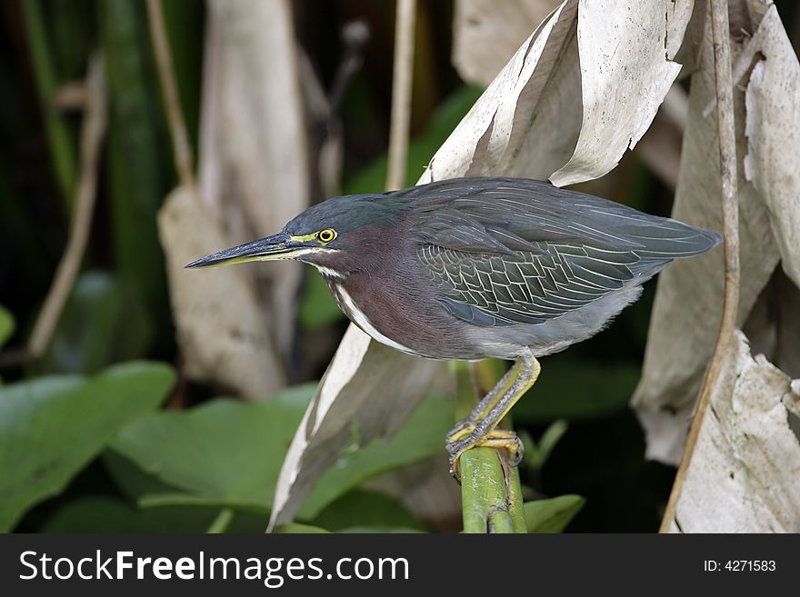 Green Heron perched in the reeds