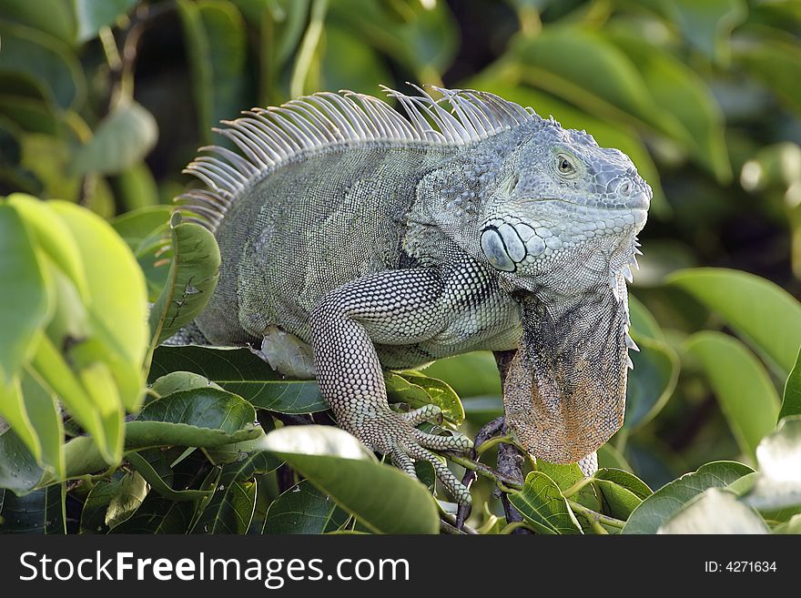 A green Iguana sunning in a tree