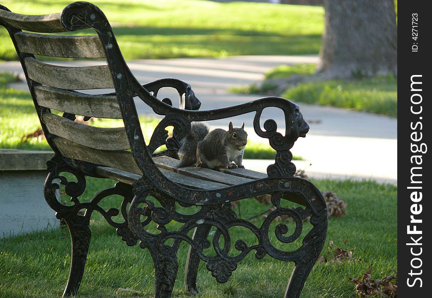 A squirrel sitting, on an old, but gorgeous chair, quietly, in a cozy afternoon. The light, the shadow, and the environment all imply that, at this moment, the squirrel is the master of this college. A squirrel sitting, on an old, but gorgeous chair, quietly, in a cozy afternoon. The light, the shadow, and the environment all imply that, at this moment, the squirrel is the master of this college.