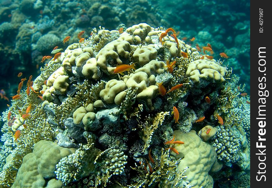 Colorful fishes over coral reef in the Red Sea