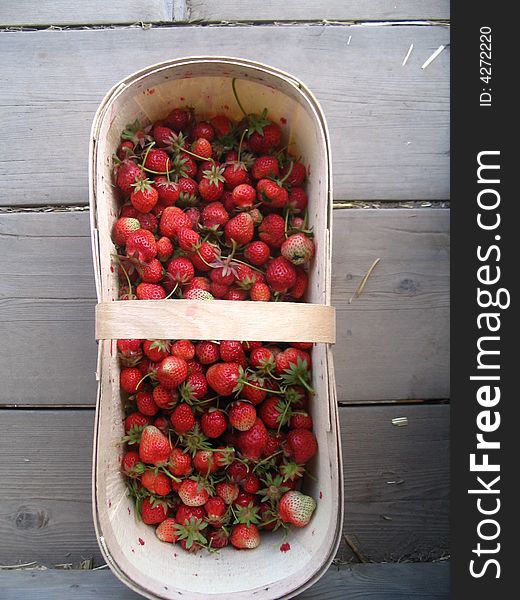 A basket of freshly picked, mostly ripe strawberries. A basket of freshly picked, mostly ripe strawberries