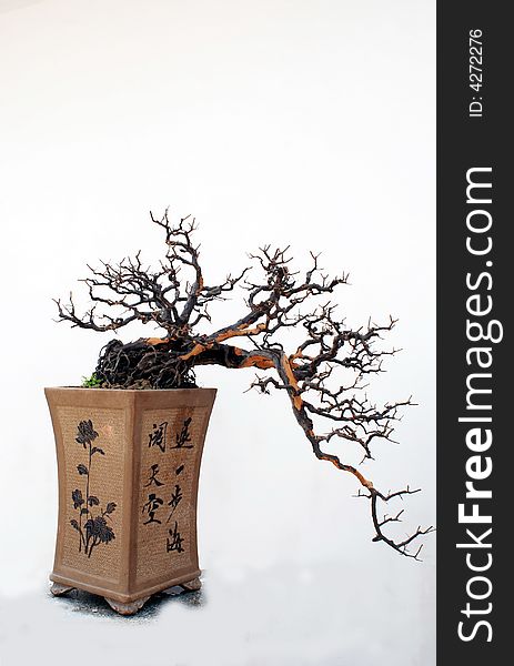 Chinese bonsai, Pengjing of Hedge Sageretia,a pottery garden pot with Chinese Calligraphy and traditional paitings on. Chinese bonsai, Pengjing of Hedge Sageretia,a pottery garden pot with Chinese Calligraphy and traditional paitings on.