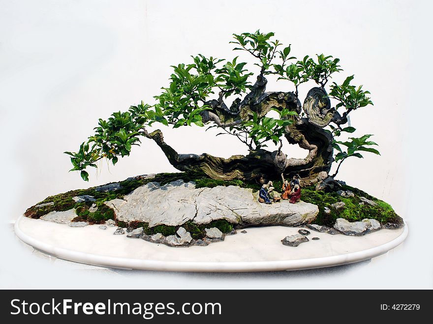The bansai of gardenia ,Cape jasmine delicately well cutted bonsai.