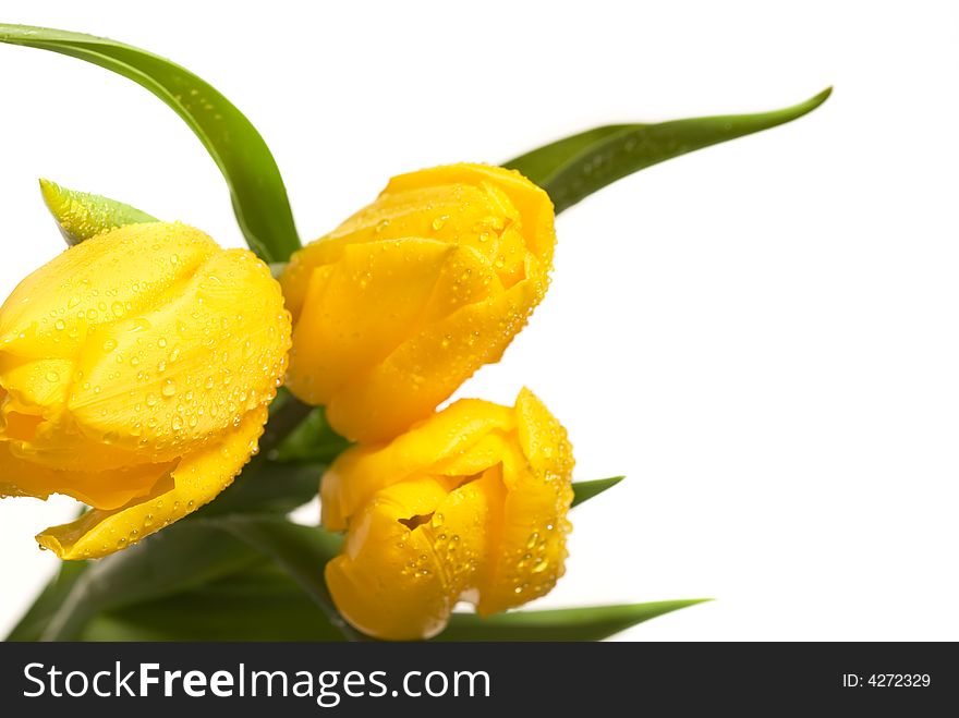 Three tulipsmacro over white background