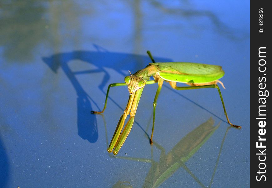 A preying mantis landed on the roof of a car and seemed to enjoy posing for pictures.