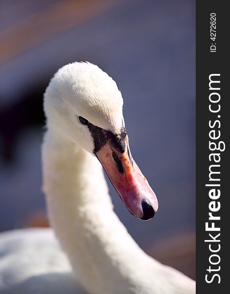 White Swan Close-up