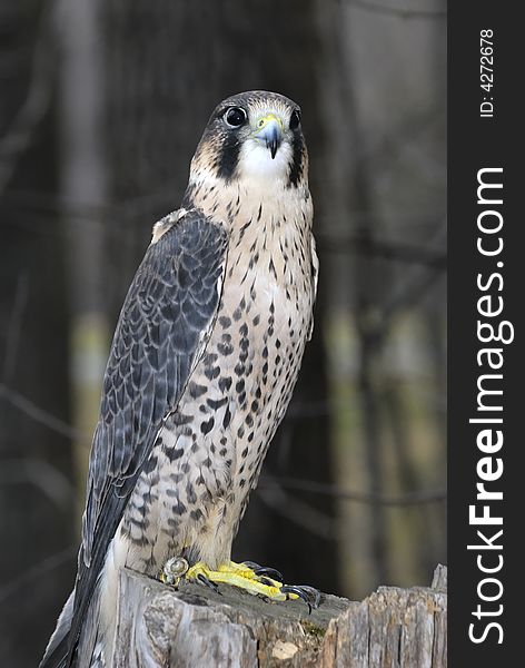 A falcon on a tree stump.