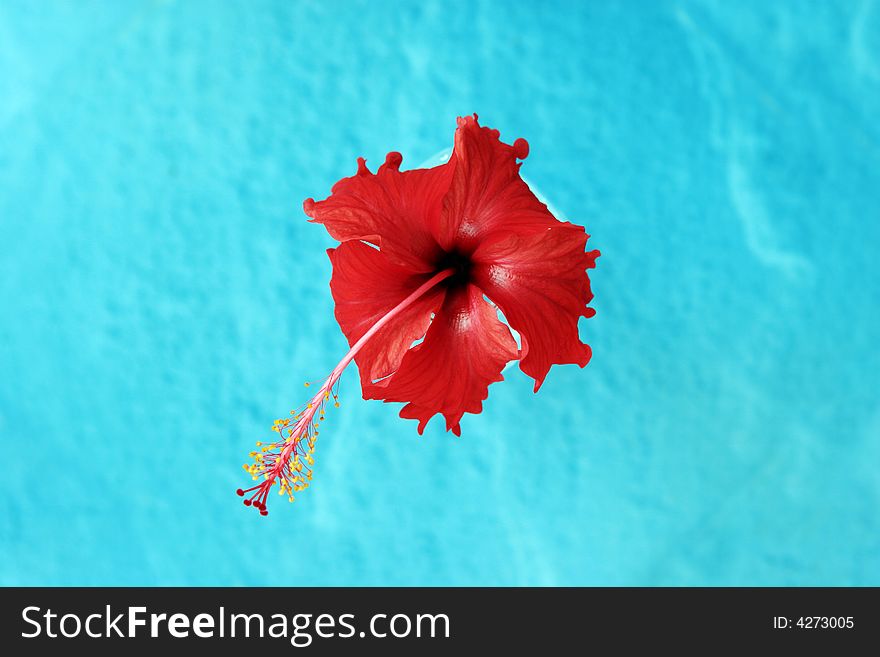 Bright red Hibiscus flower on a blue background.