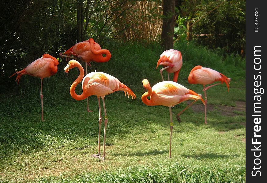 Flamingos in a group near palms