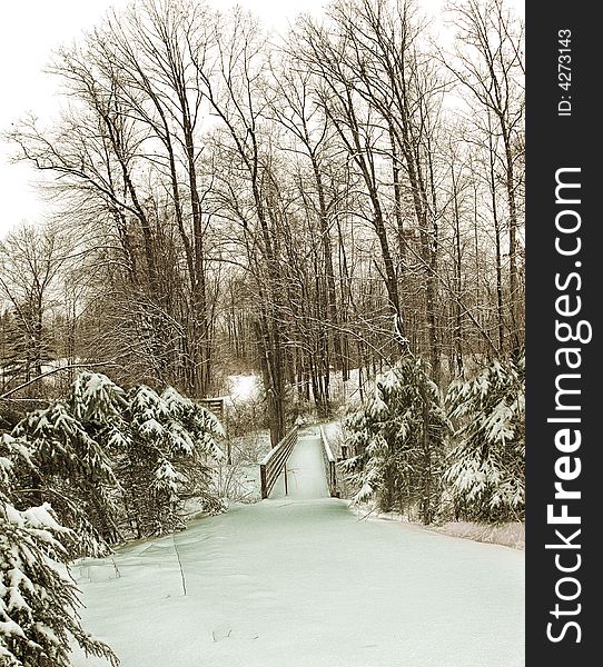 Frozen trees covered with snow in michigan. Frozen trees covered with snow in michigan