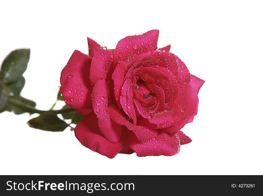 Flora,  flower,  isolated, nature, , red, rosa, rose, single, surprise,