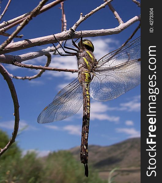 A dragon fly clinging to some branches near a lake in Utah.